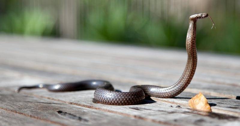 Pexels/MarkBroadhurst